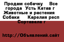 Продам собачку  - Все города, Усть-Катав г. Животные и растения » Собаки   . Карелия респ.,Сортавала г.